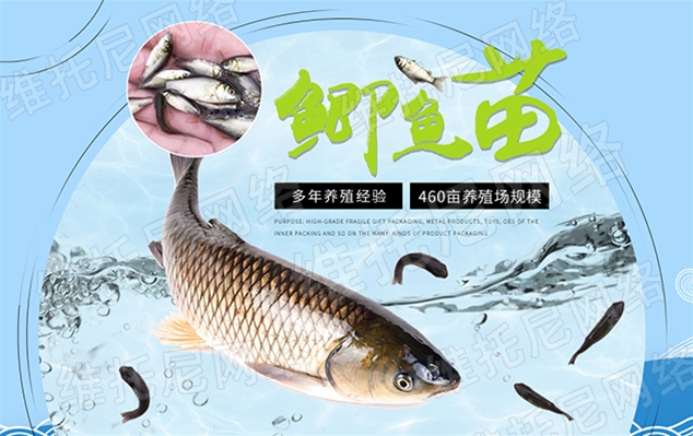 东莞市沙田鸿运鱼苗养殖场